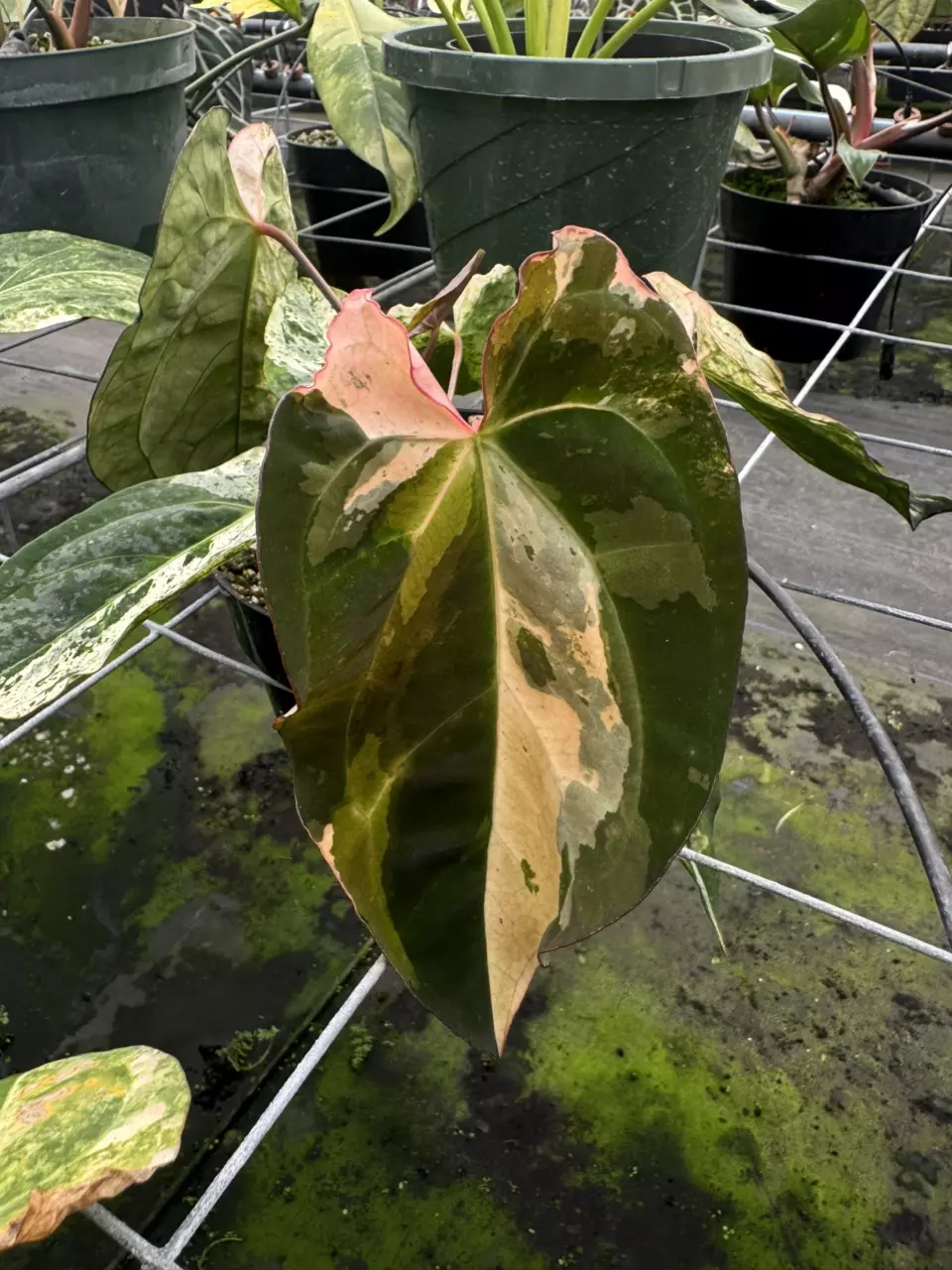 plant/82- “Buillon” x Peach Lava-3