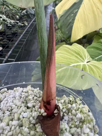 plant/128- McDowell Variegated-2-thumbnail