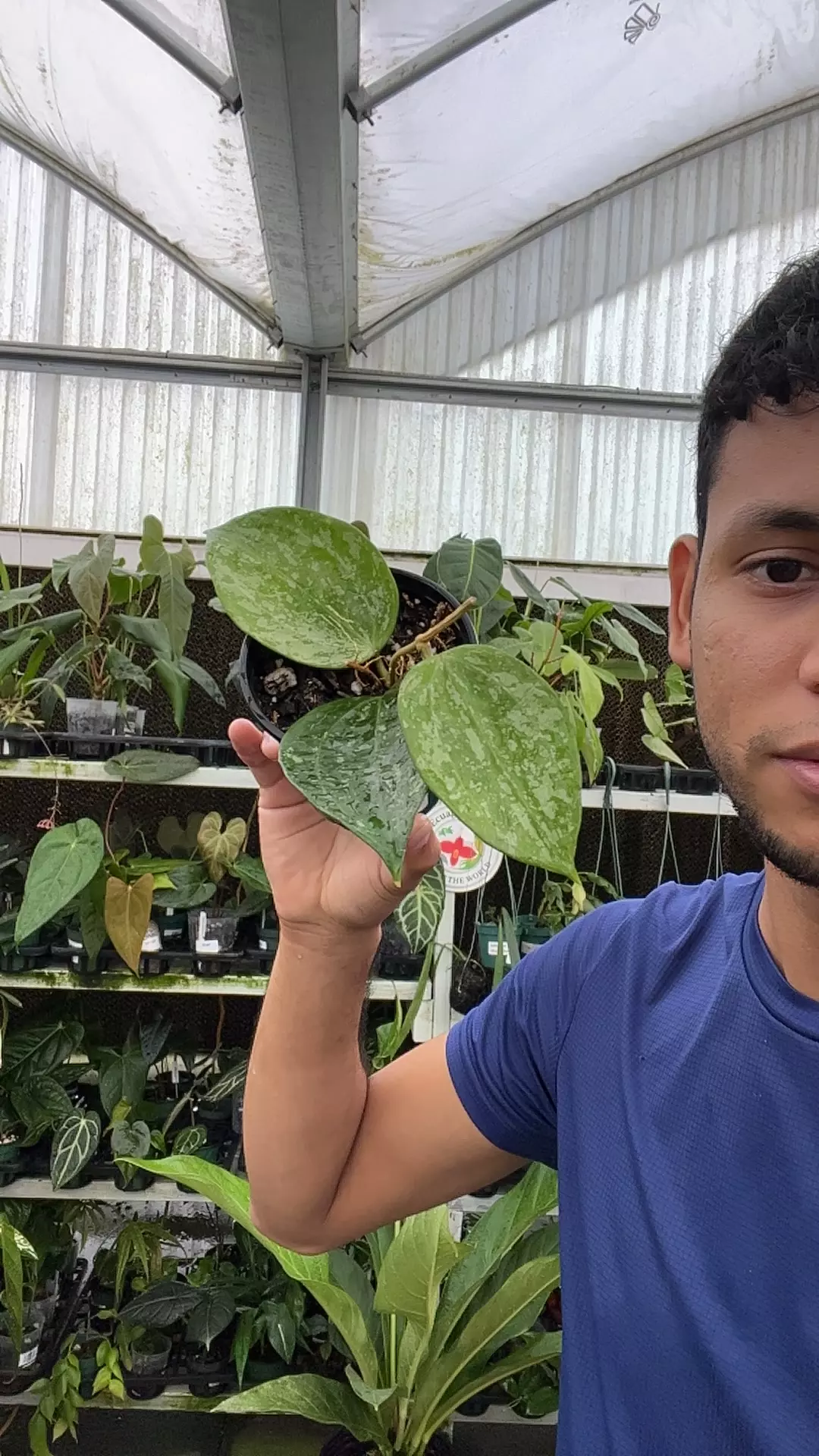 plant/E426 Hoya macrophylla snow Queen-0