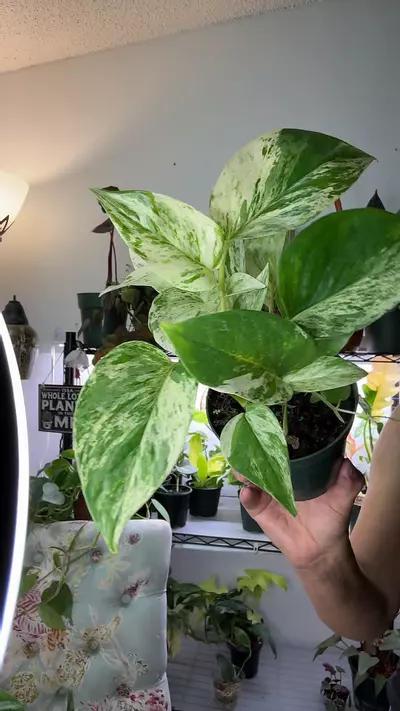 plant/Snow Queen Pothos-0-thumbnail
