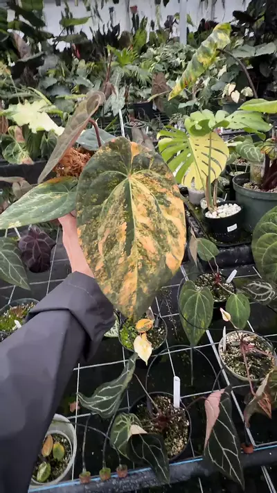 plant/Pap x RVDP Var-0-thumbnail