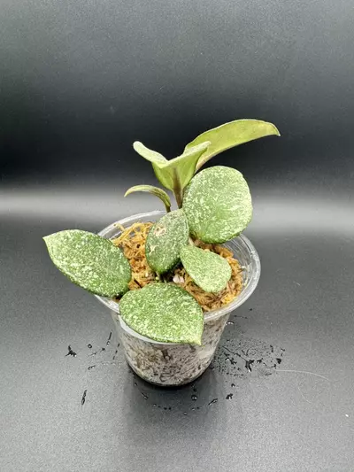 plant/Hoya Nova Ghost-0-thumbnail