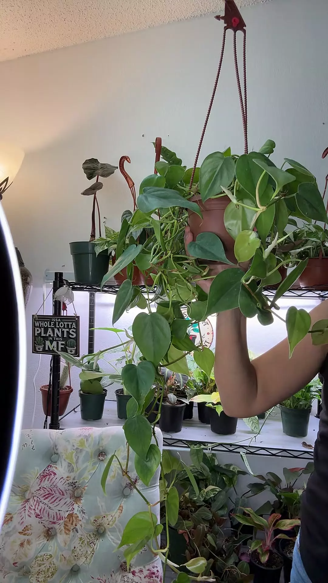 plant/Heartleaf Philo XL 4”-0