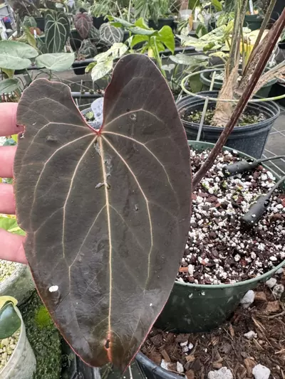 plant/PM “Pleather” Ace x Stripy Mag-1-thumbnail