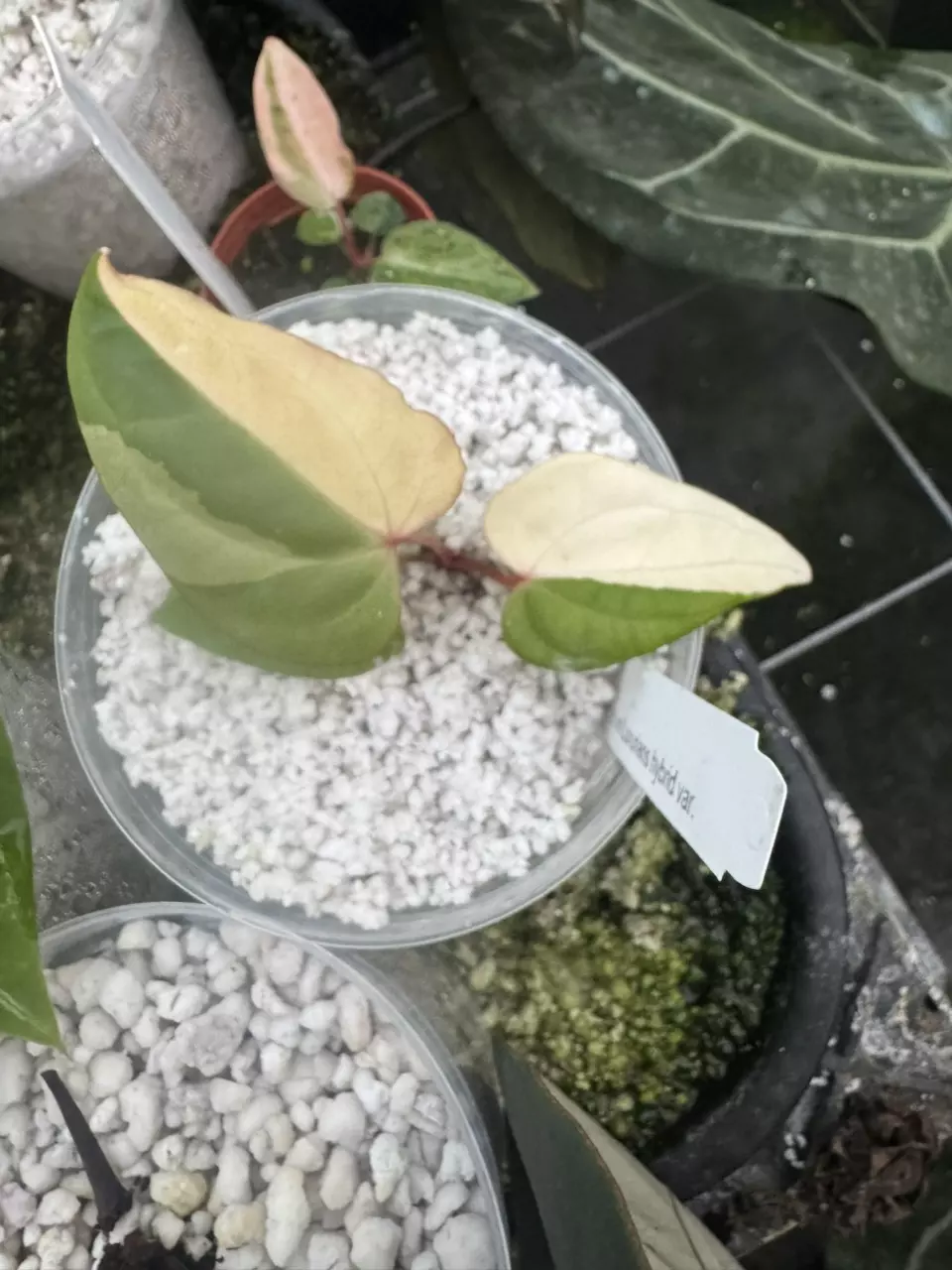 plant/Var Lux hybrid-0