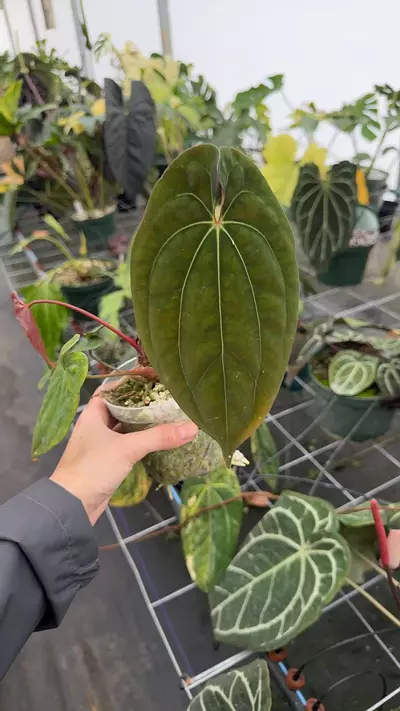 plant/Var Pap x RVDP non var-0-thumbnail