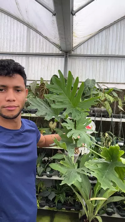 plant/A352 philodendron hope-0-thumbnail