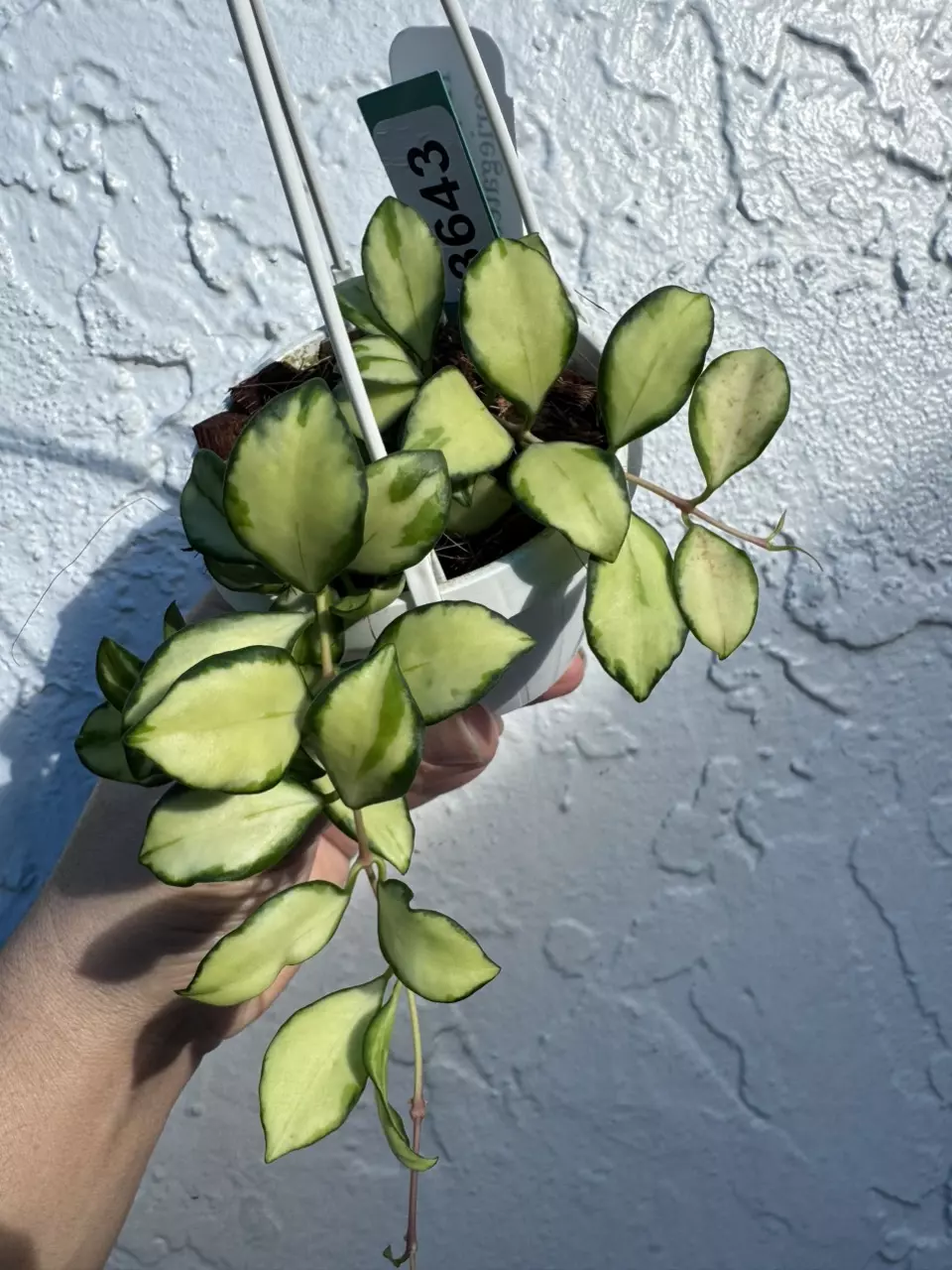 plant/3643 H Heuschkeliana Var basket-0