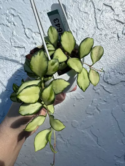 plant/3643 H Heuschkeliana Var basket-0-thumbnail