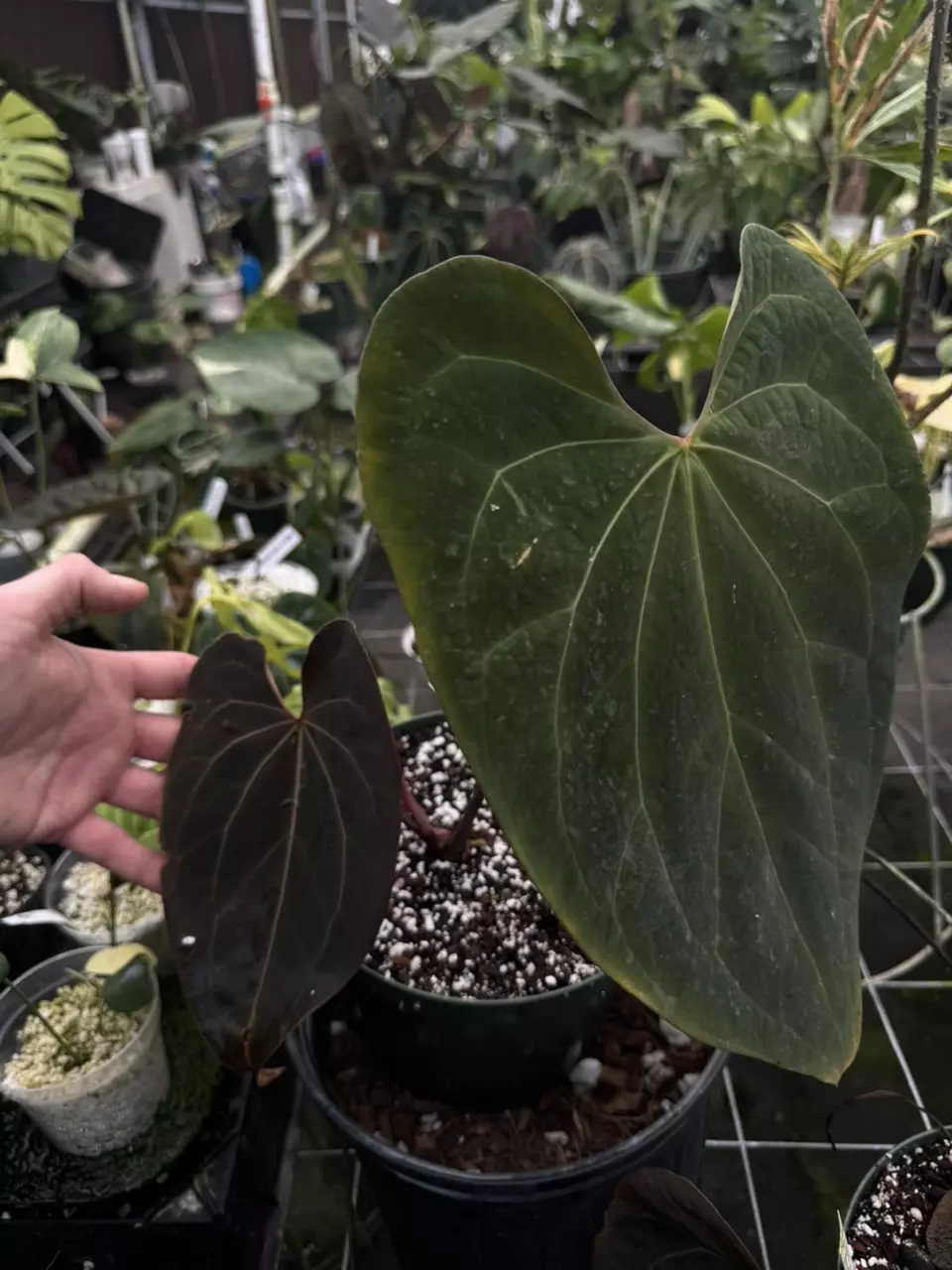 plant/PM “Pleather” Ace x Stripy Mag-0