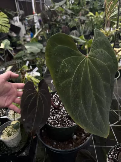 plant/PM “Pleather” Ace x Stripy Mag-0-thumbnail