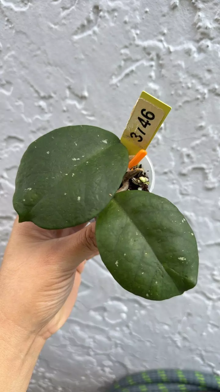 plant/3146 Obovata-0