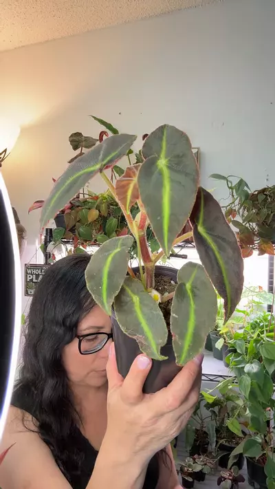 plant/Begonia Listada 4”-0-thumbnail