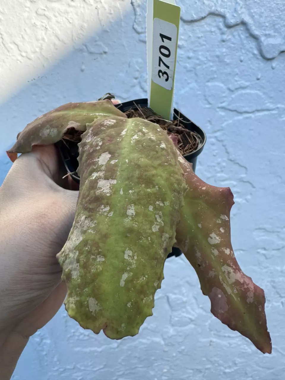 plant/3701 H Undulata red splash-0