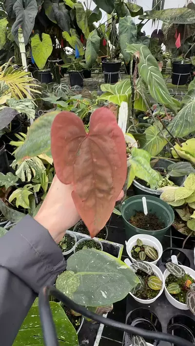 plant/Dressleri-0-thumbnail