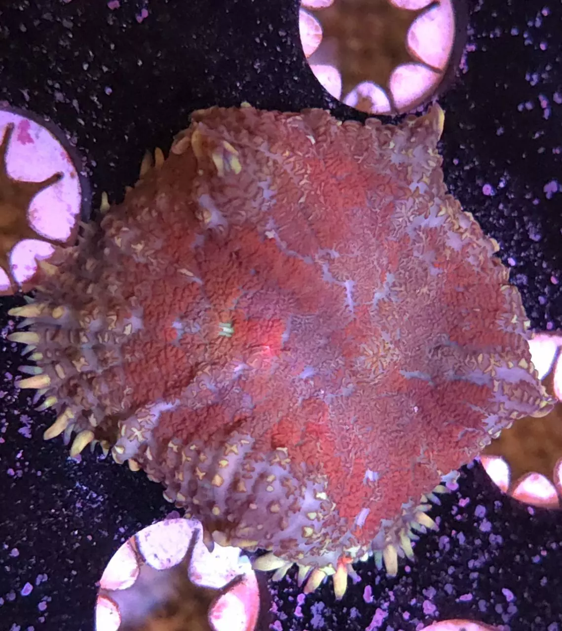 plant/Bullseye Rhodactis LARGE-0