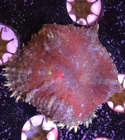 plant/Bullseye Rhodactis LARGE-0-thumbnail