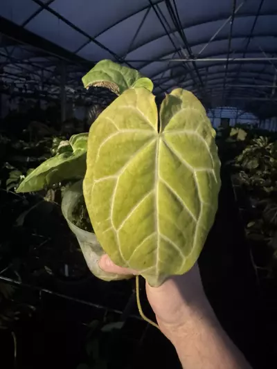 plant/Lanna pap x Stripy Mag-0-thumbnail