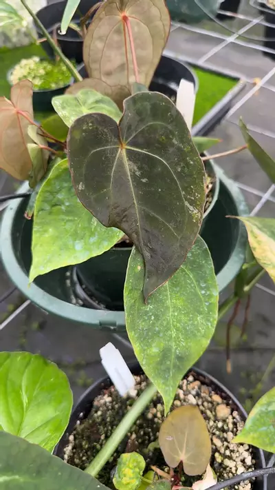 plant/Forgetti x X-ray multi-0-thumbnail