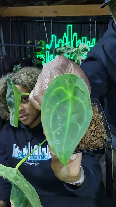 plant/anthurium Forgetii dark rehab-0-thumbnail