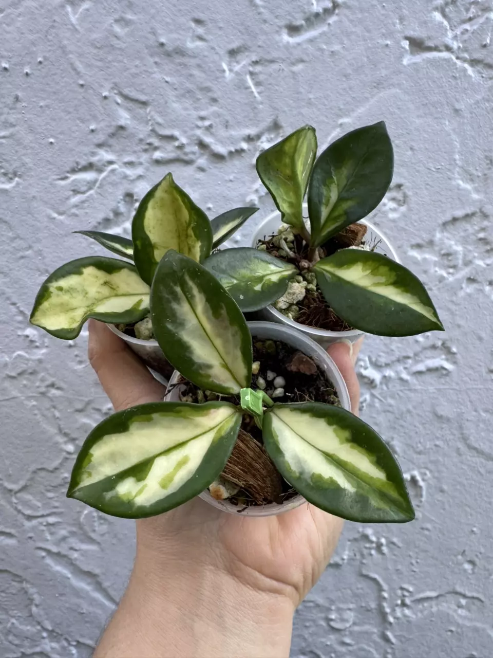 plant/Seller Choice H Carnosa ‘Brazil form’-0