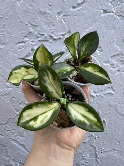 plant/Seller Choice H Carnosa ‘Brazil form’-0-thumbnail