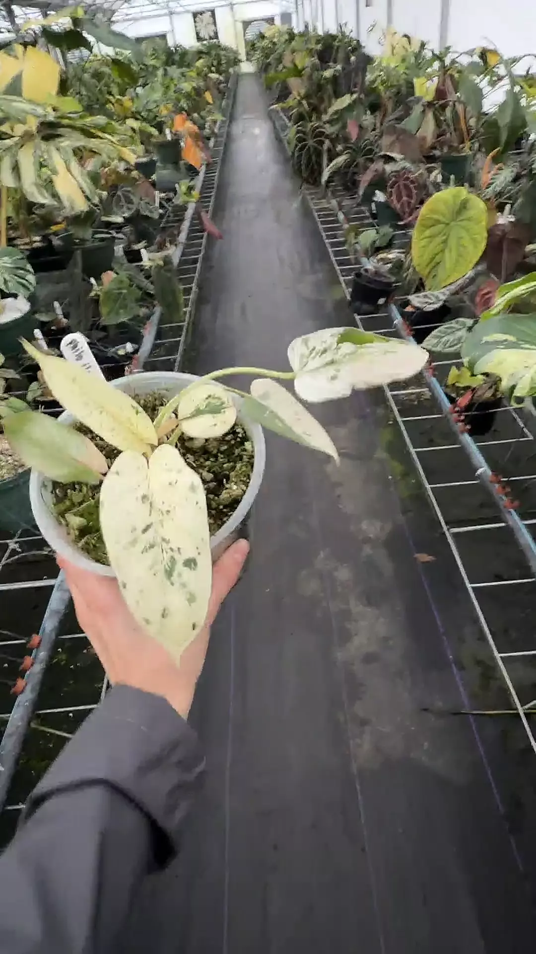 plant/Philo Islemanii-0