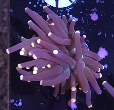 plant/Miami Torch-0-thumbnail