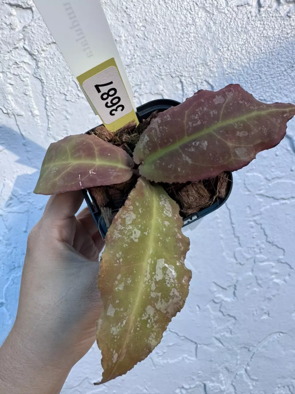 plant/3687 H Undulata red splash-0