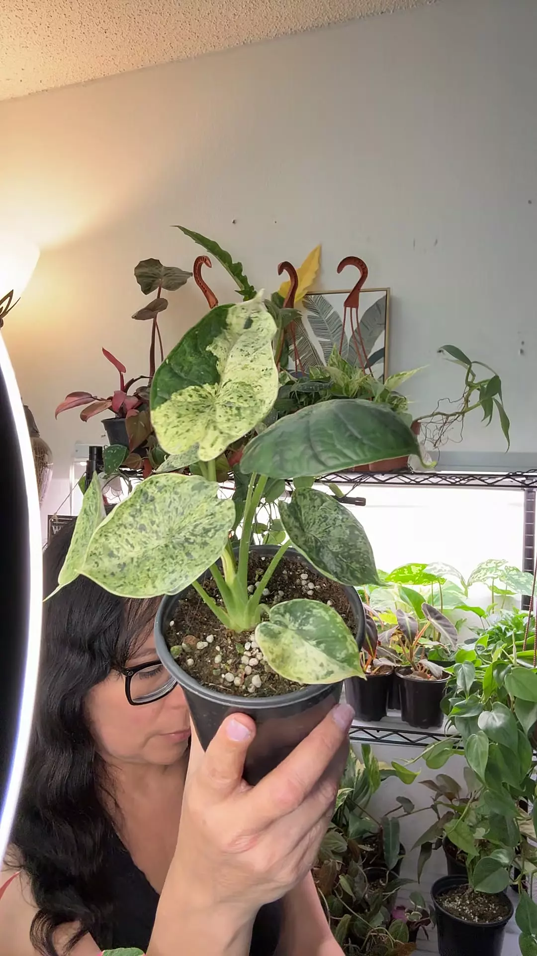 plant/Alocasia Dragon Scale Mint 4”-0