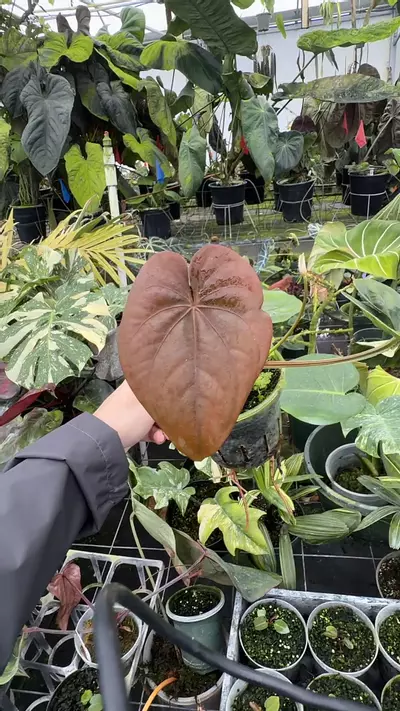 plant/Dressleri-0-thumbnail