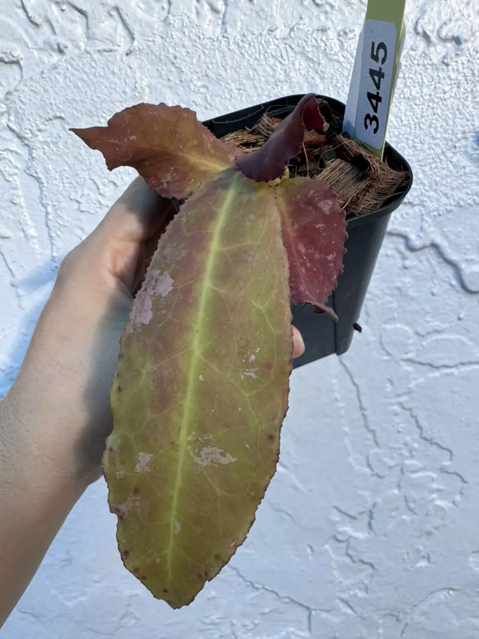 plant/3445 H Undulata red splash-0