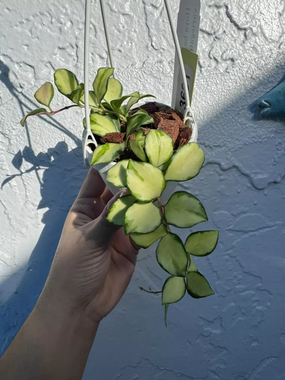 plant/3691 H Heuschkeliana Var basket-0