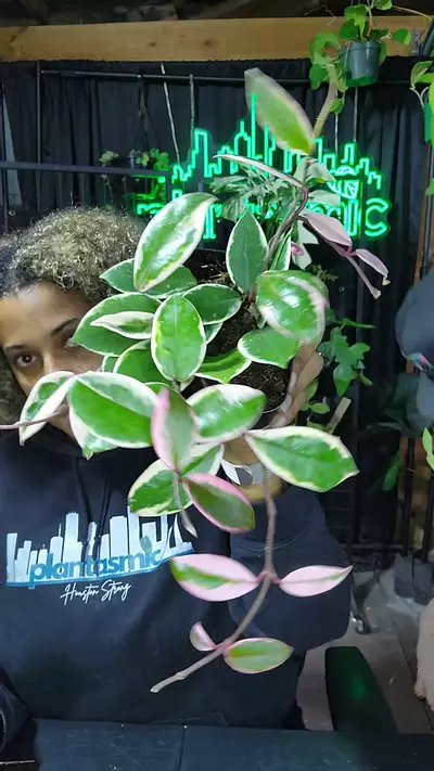 plant/hoya flamingo dream mother-0-thumbnail