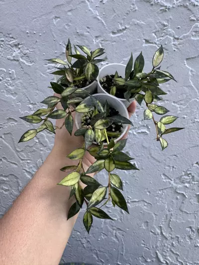 plant/Seller Choice H Lac Ilumi-0-thumbnail