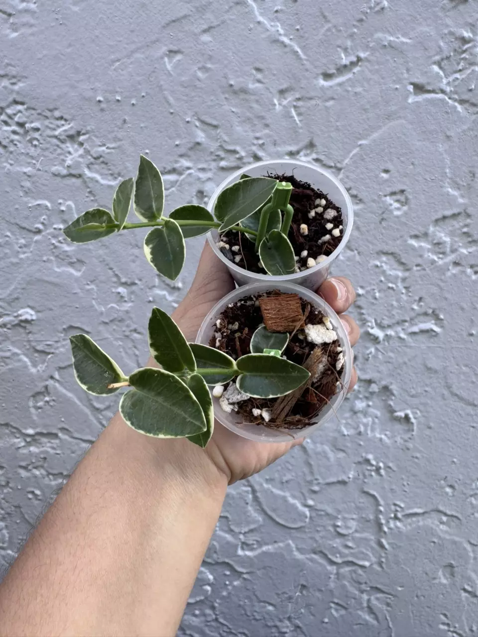 plant/Seller Choice Cummingiana albo-0