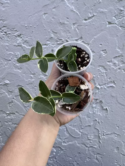 plant/Seller Choice Cummingiana albo-0-thumbnail