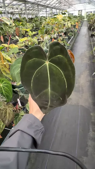 plant/Pap x Forgetti x Carla-0-thumbnail