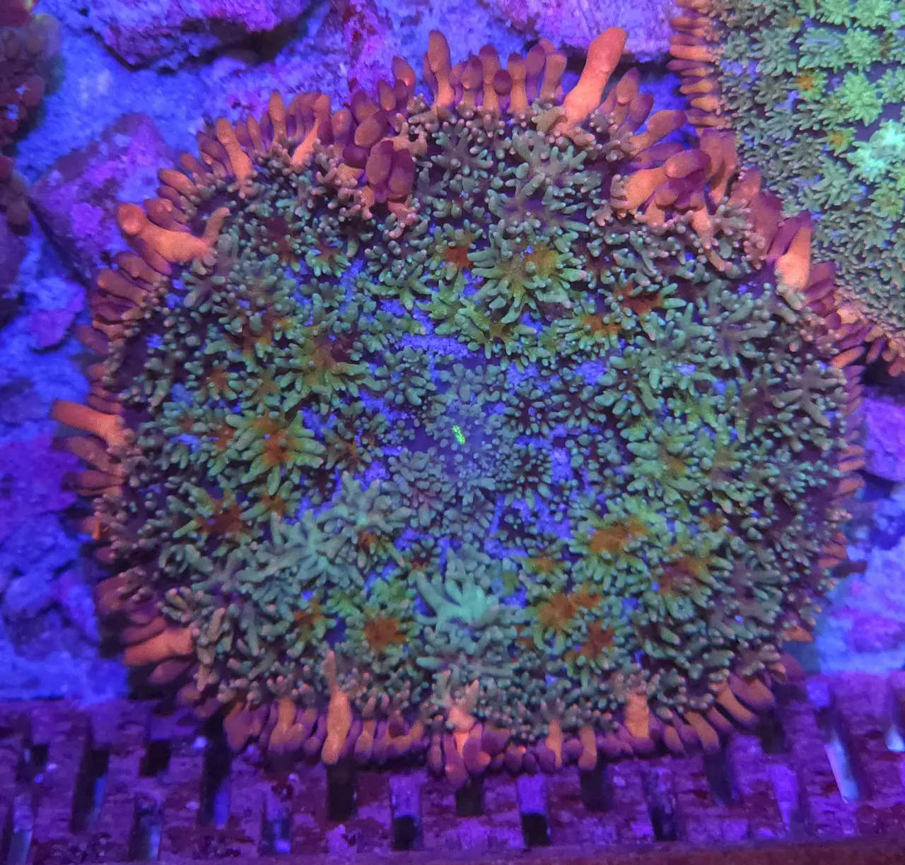 plant/Frankenstein Mushroom LARGE-0