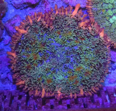 plant/Frankenstein Mushroom LARGE-0-thumbnail