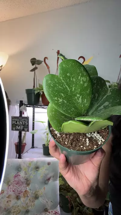 plant/Hoya Kerii 4”-0-thumbnail