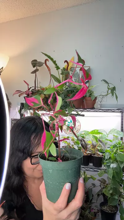 plant/Party Time 🥳-0-thumbnail