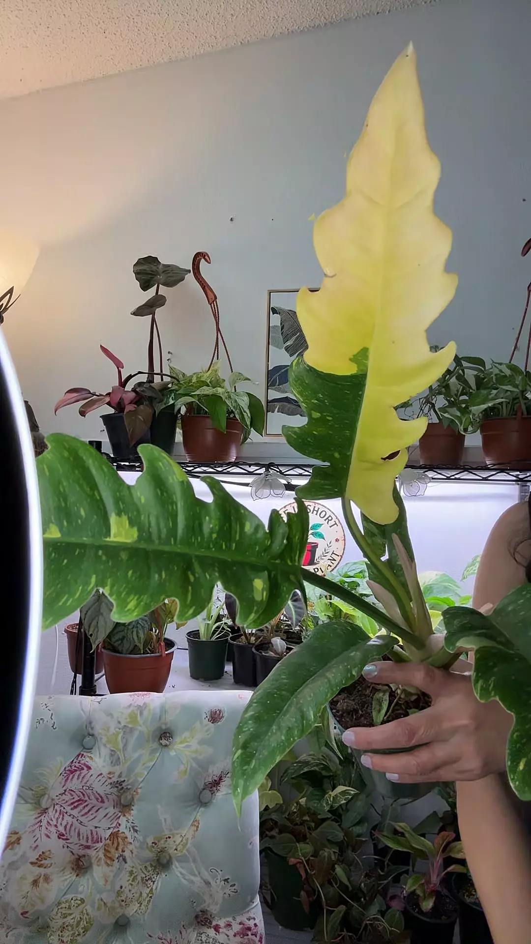 plant/Philodendron ROF-0