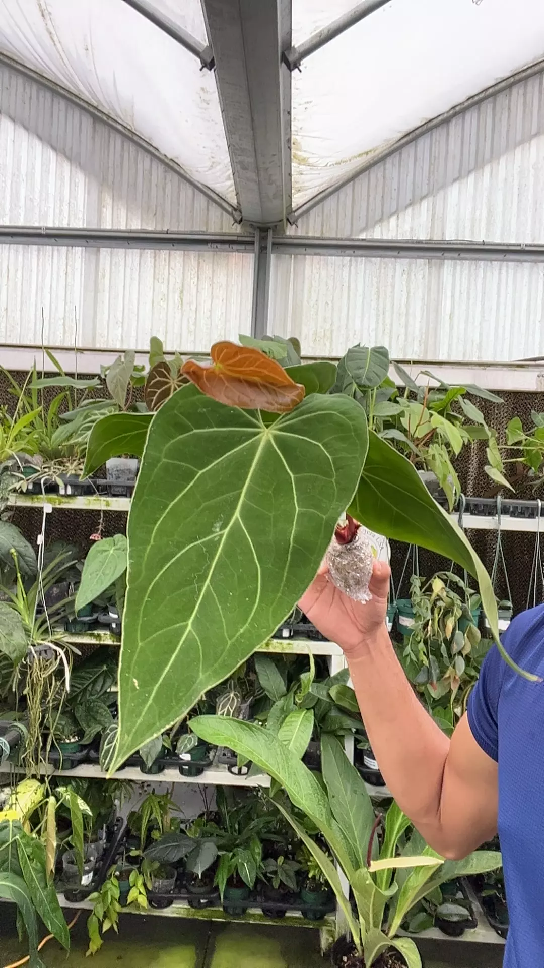 plant/NP599 Anthurium spp-0