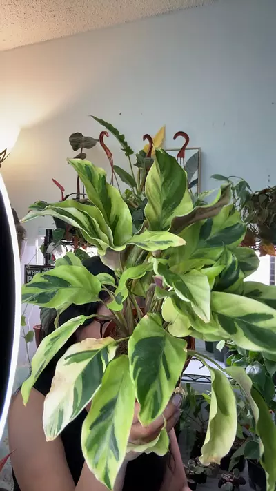 plant/Calathea Fusion 4”-0-thumbnail