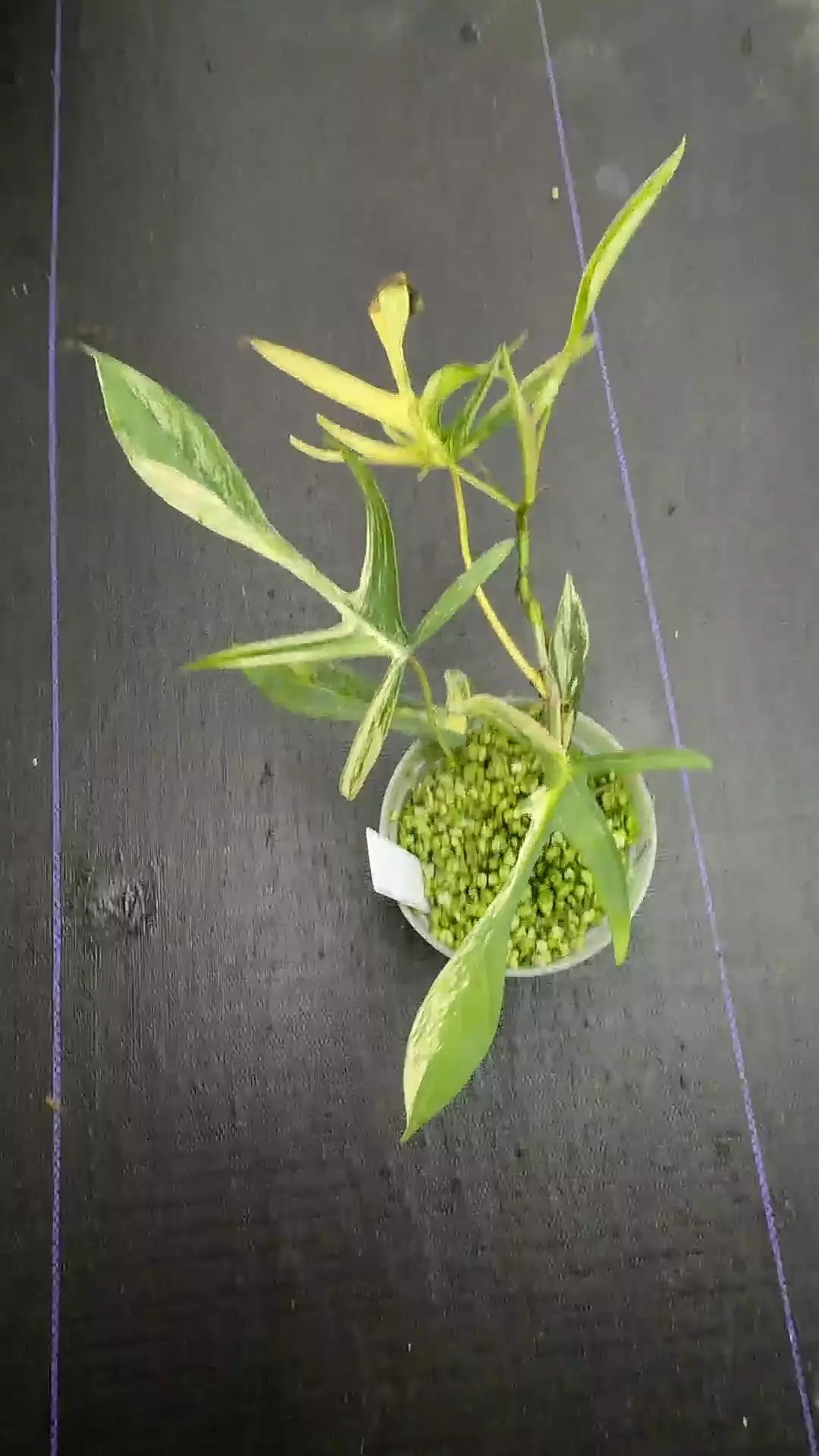 plant/Florida Beauty x Polypoidioides var-0