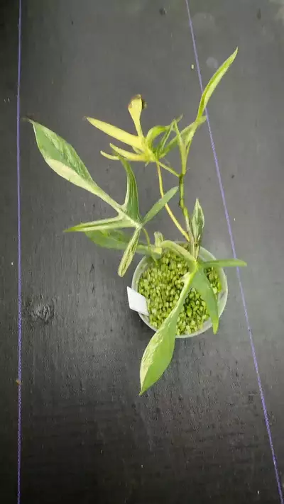 plant/Florida Beauty x Polypoidioides var-0-thumbnail