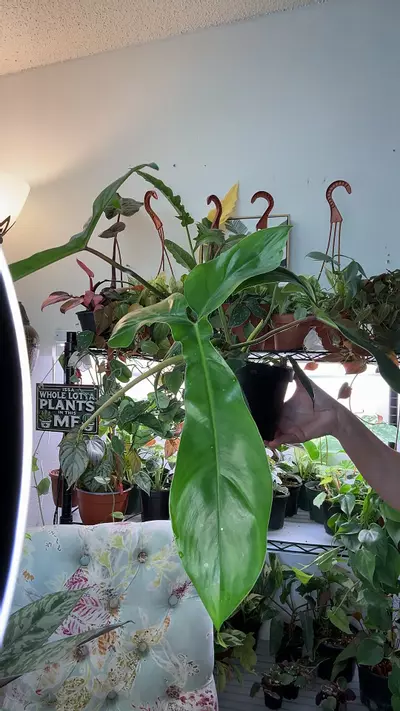 plant/Philodendron Waterbury 6”-0-thumbnail