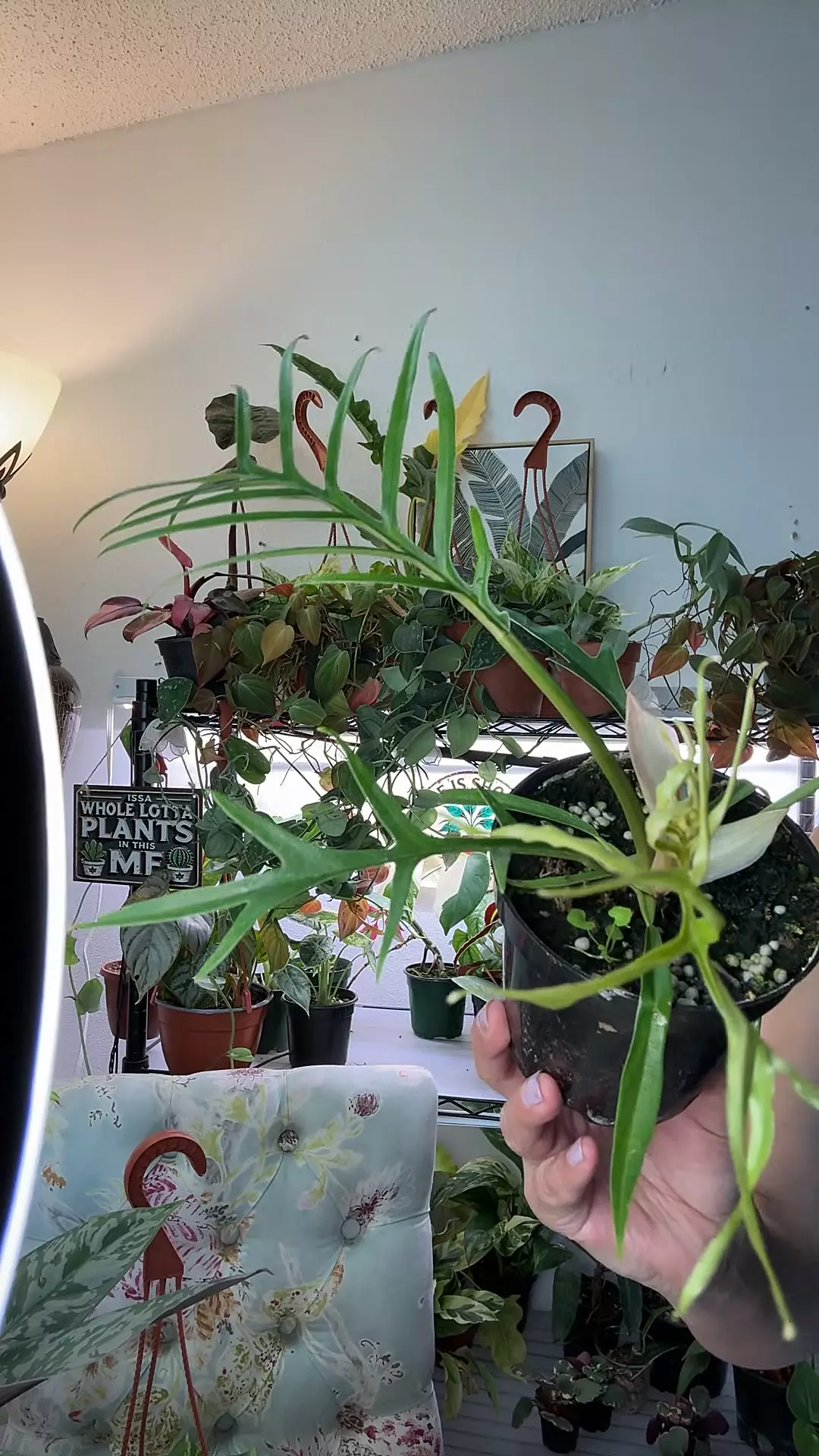 plant/Philo Tortum 4”-0