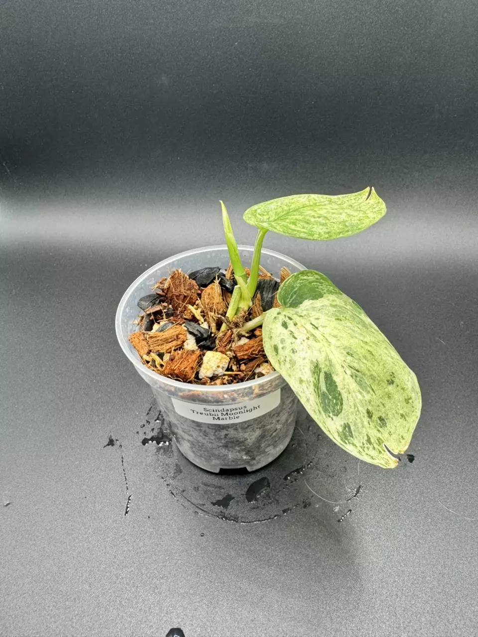 plant/Scindapsus Moonlight-0